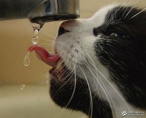 Кот пьет воду из крана