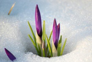 Цветы на снегу зимой и ранней весной. Подснежник